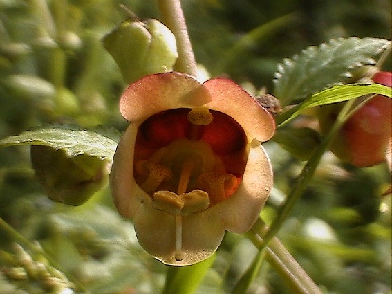 Scrophularia trifoliata / Scrofularia di Sardegna